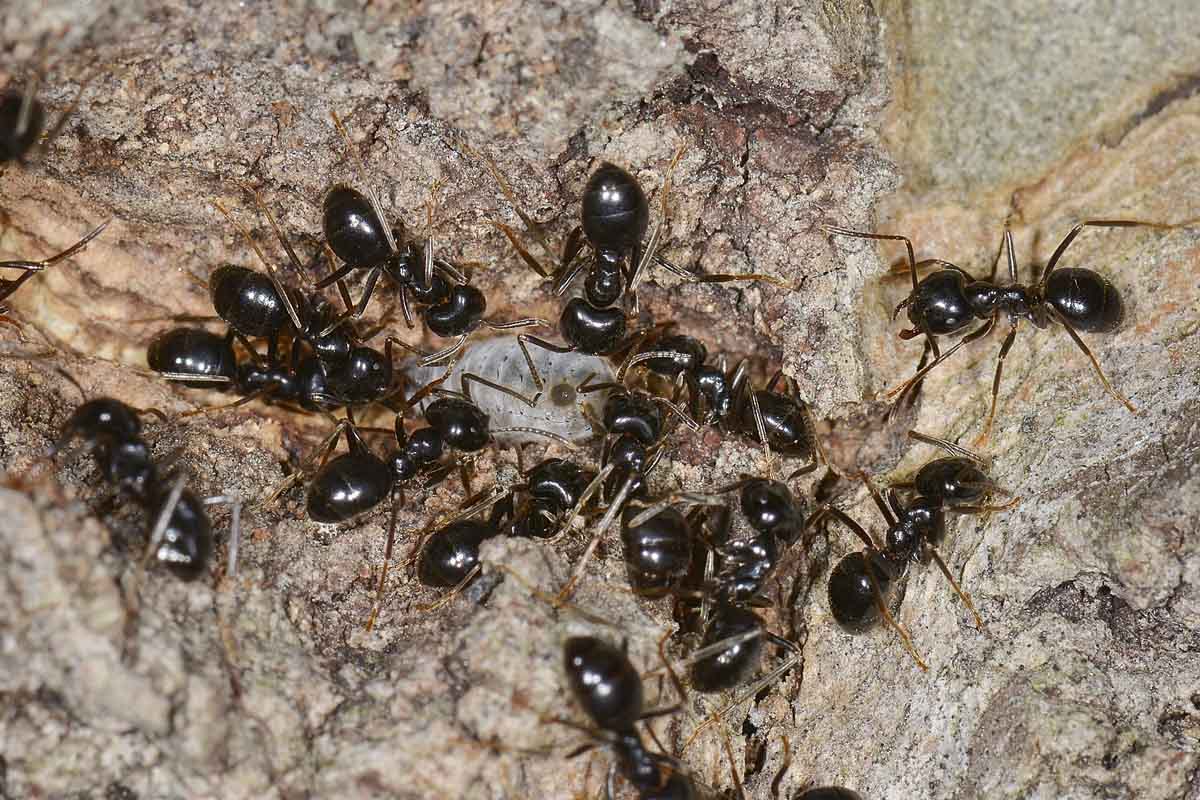 Lasius fuliginosus interessate ad un grosso afide